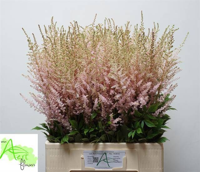 Астильба Эрз Лайт Пинк 70, шт.