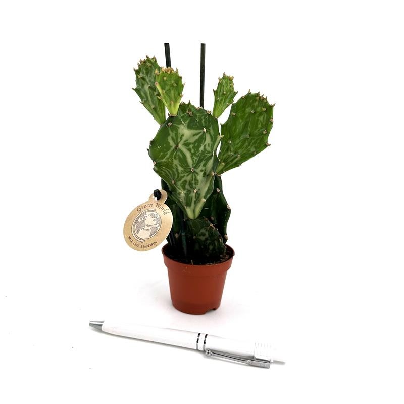 OPUNTIA JAMAICENSIS 'Jamica Ghost', D 6