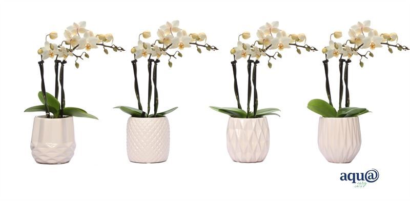 Dolomite p06 White Phal Tiny Dolls white 3T18+ Aqu@, D 6