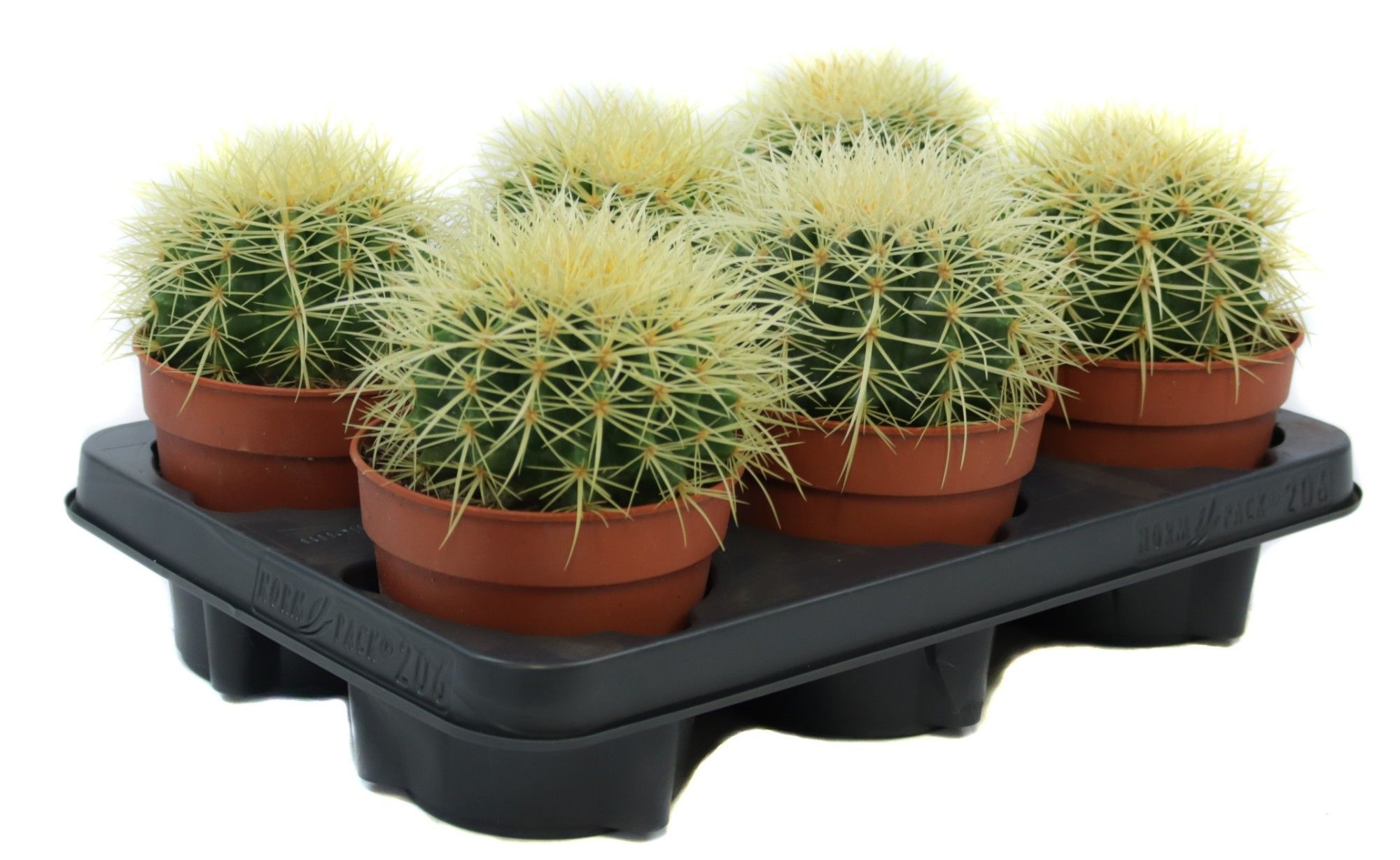 Echinocactus grusonii 12 cm, D 12