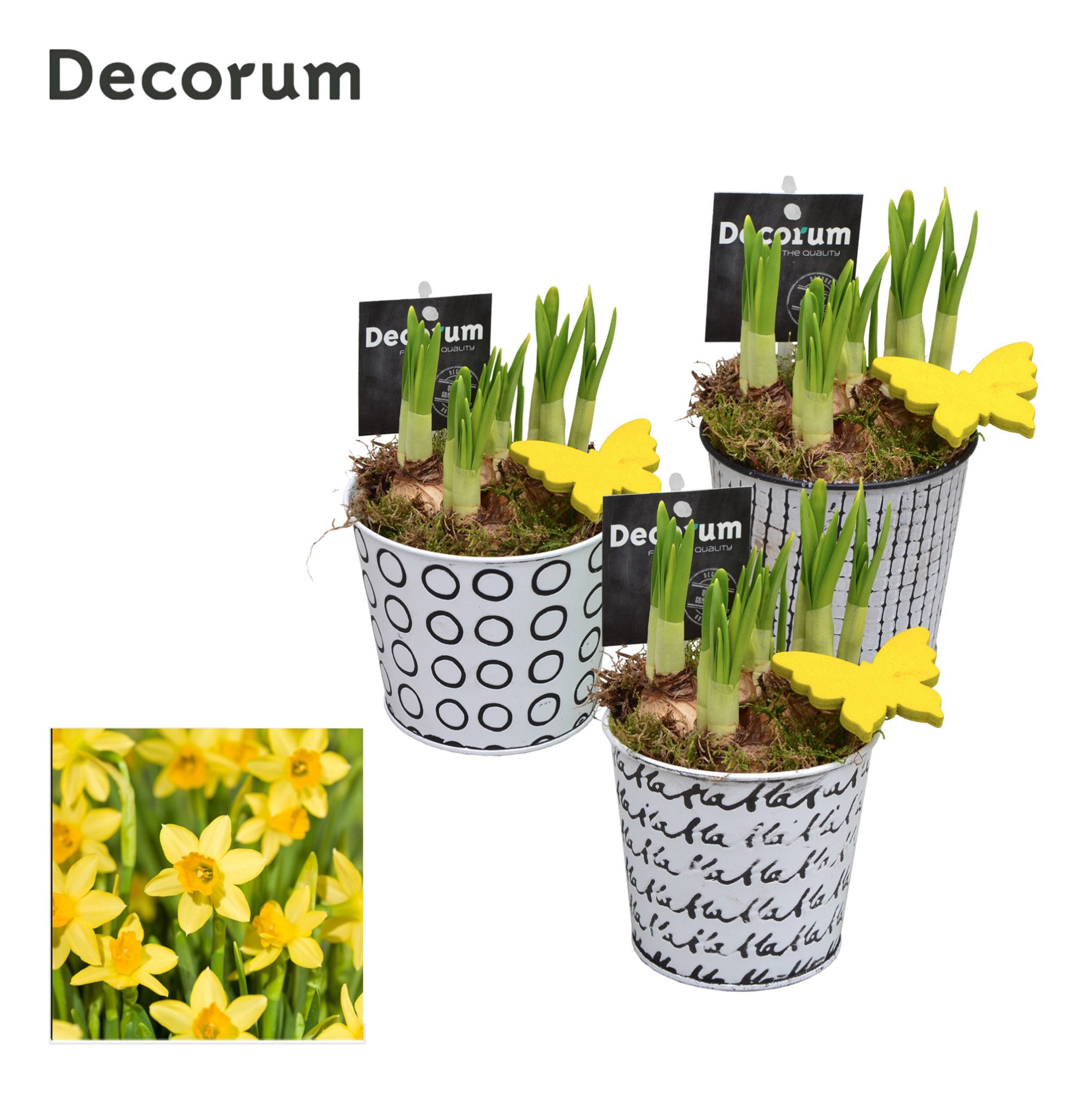 Narcis Doodle HL19693N, D 10