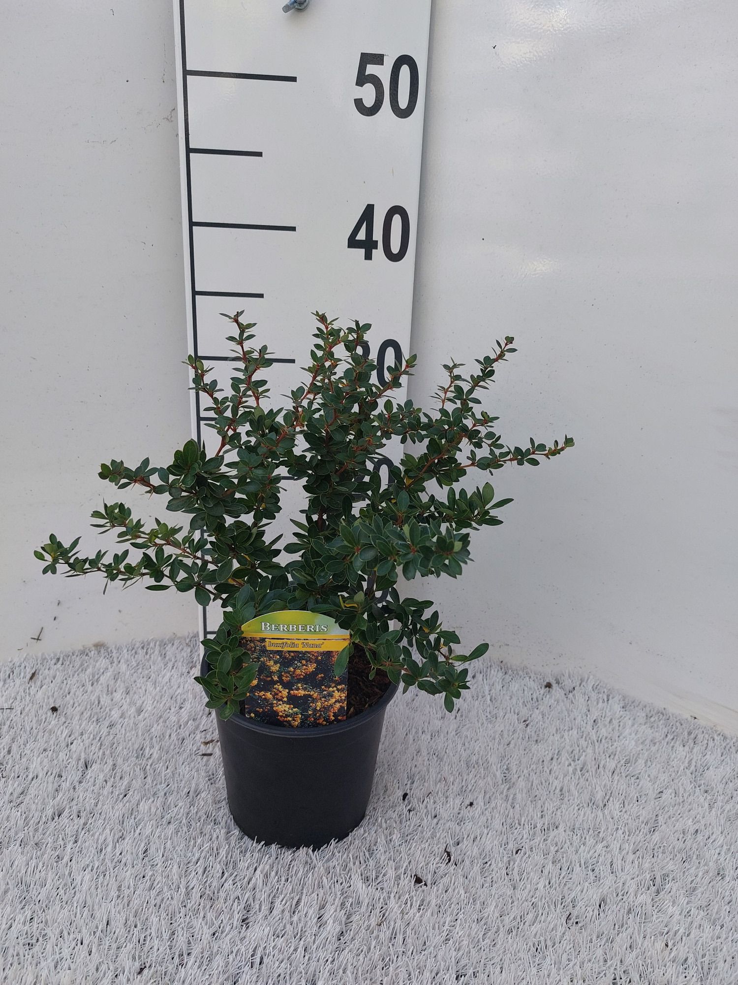 Berberis buxifolia 'Nana', D 14