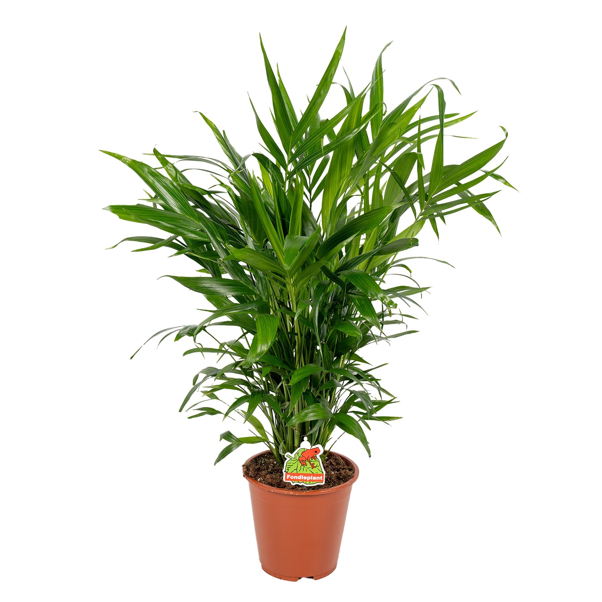 Chamaedorea Cataractarum 'Catpalm' P19cm - H90cm, D 19