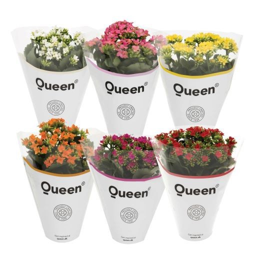 KALANCHOE ARTS-HYBRID 'ORIGINALS', D 11 cm