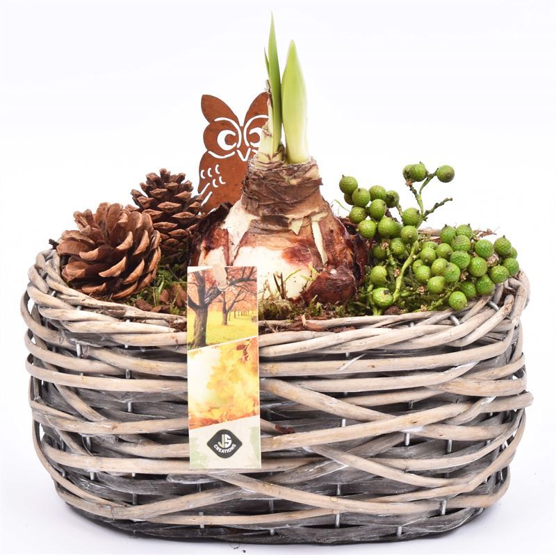 Wilg mand ovaal girjs 22x13cm, D 22 cm