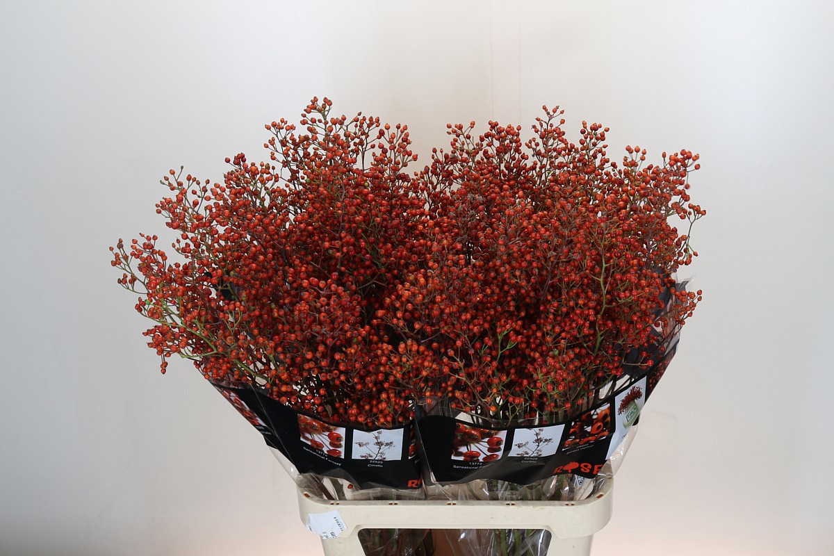 Рузботель Роузфрут Элит 100, шт.