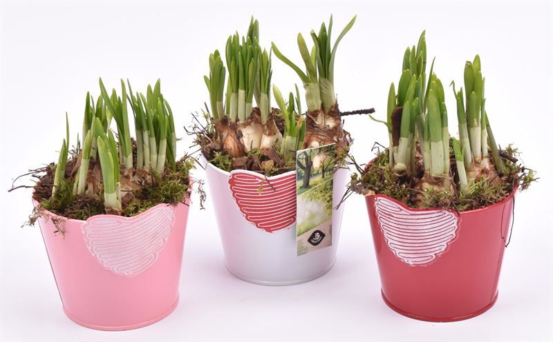 Zink hart mix pot 10cm, D 10