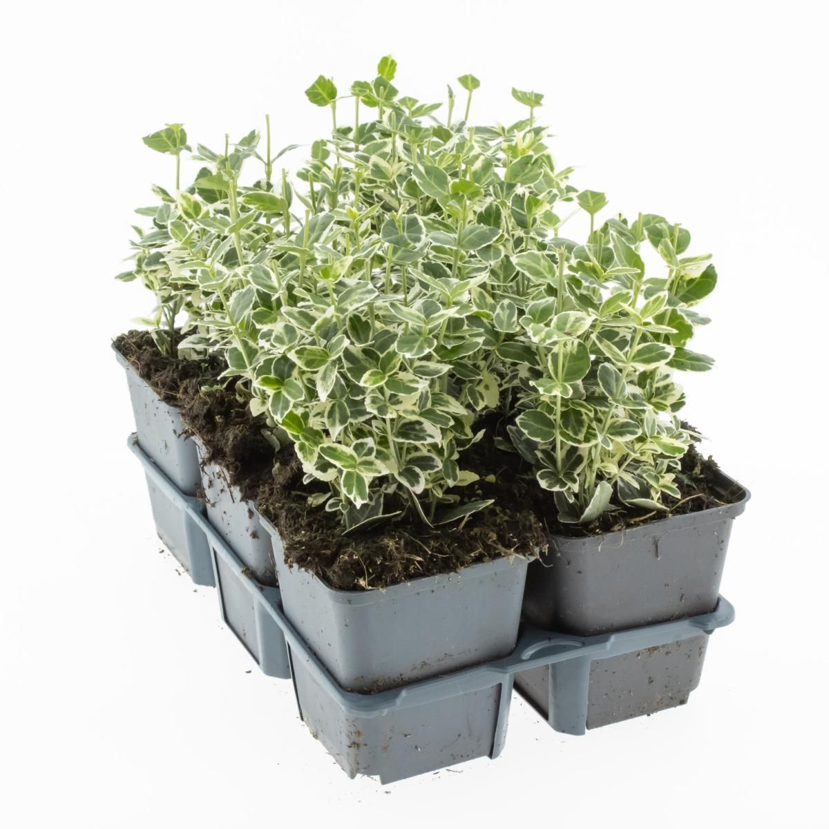 Euonymus fort. 'Emerald Gaiety', D 9