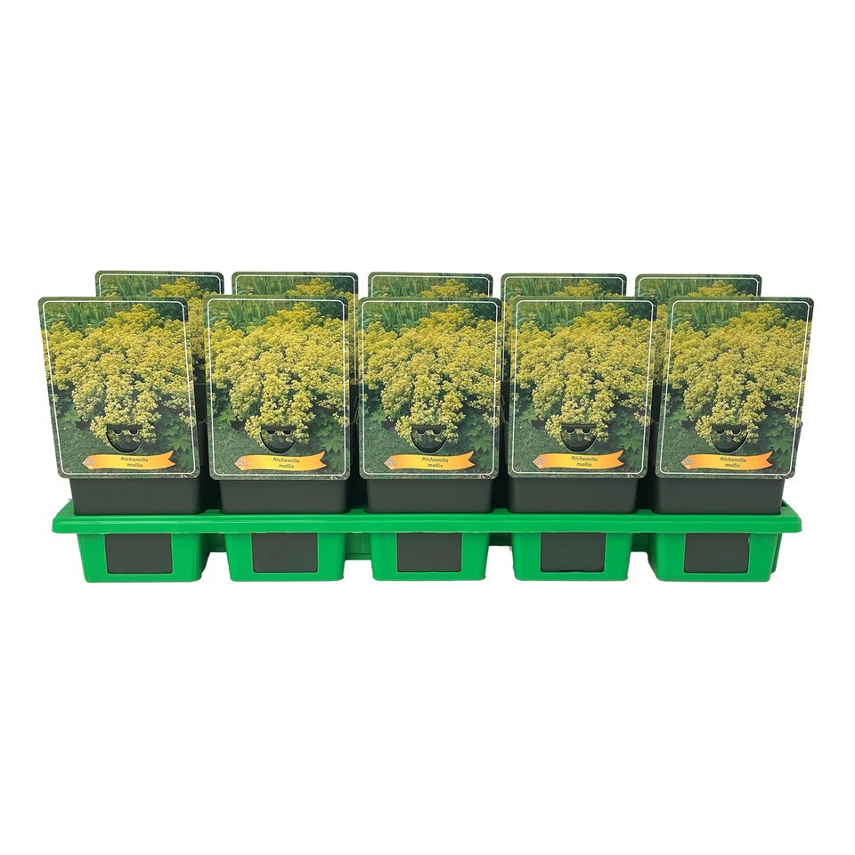 Alchemilla mollis P11, D 11