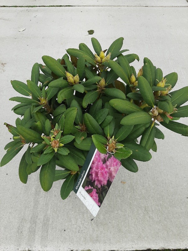 Rhododendron yak. Silberwolke, D 23