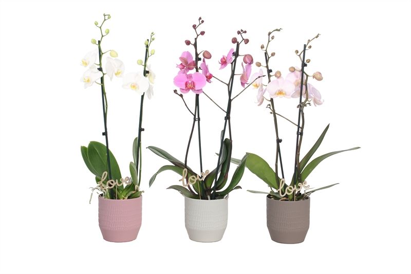 Tirza p12 scores mix Phal mix 2T14+, D 12