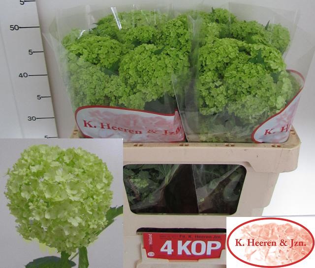 Вибурнум Розеум 50 (зел.), шт.