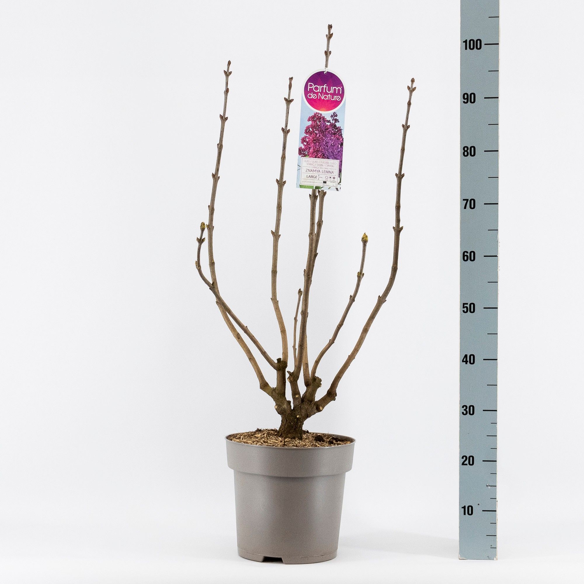 Syringa vul. Znamya Lenina, 2-jarig, C10 Solitair, D 27