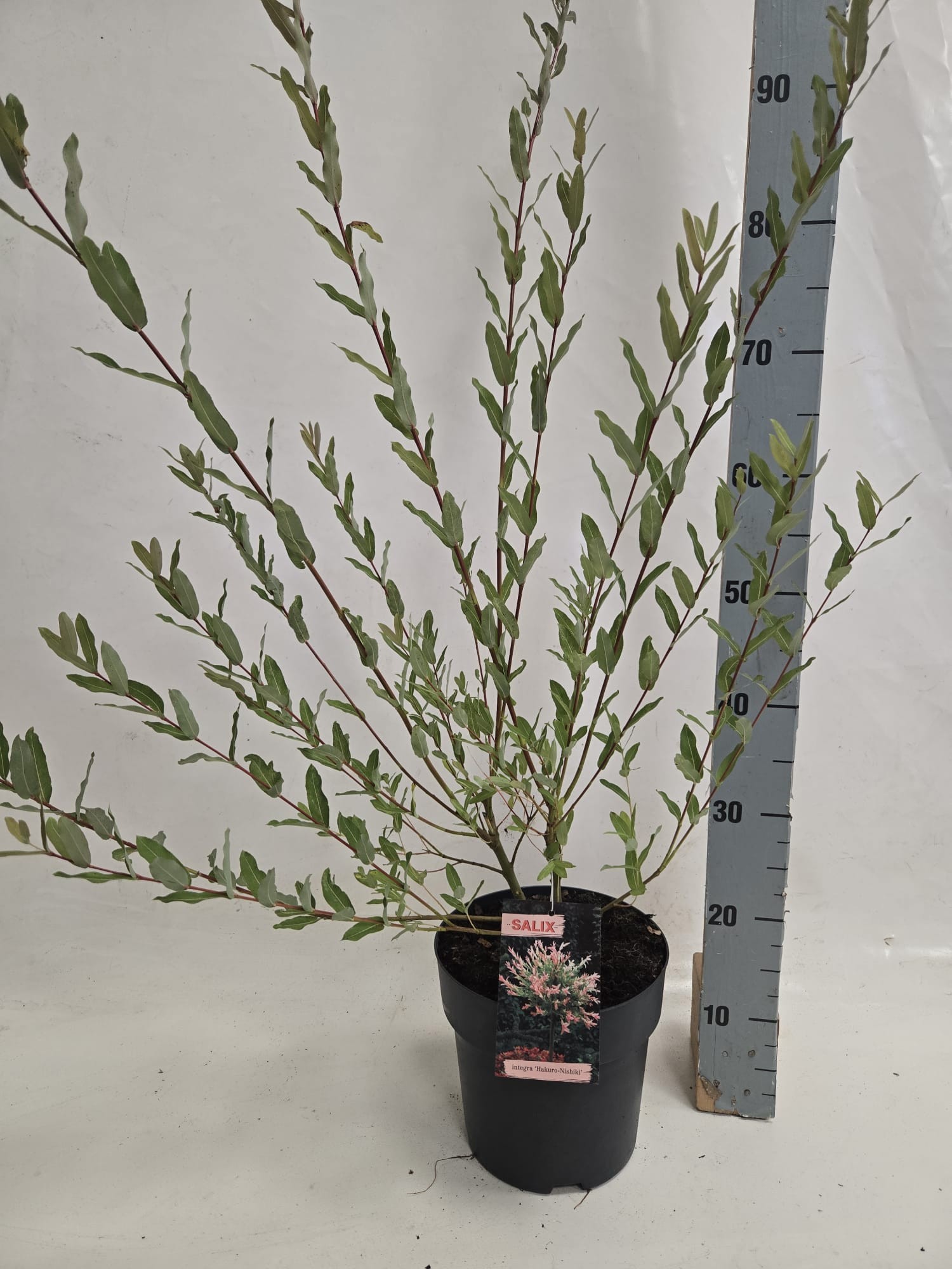 salix nishiki 40 str grijze pot, D 21