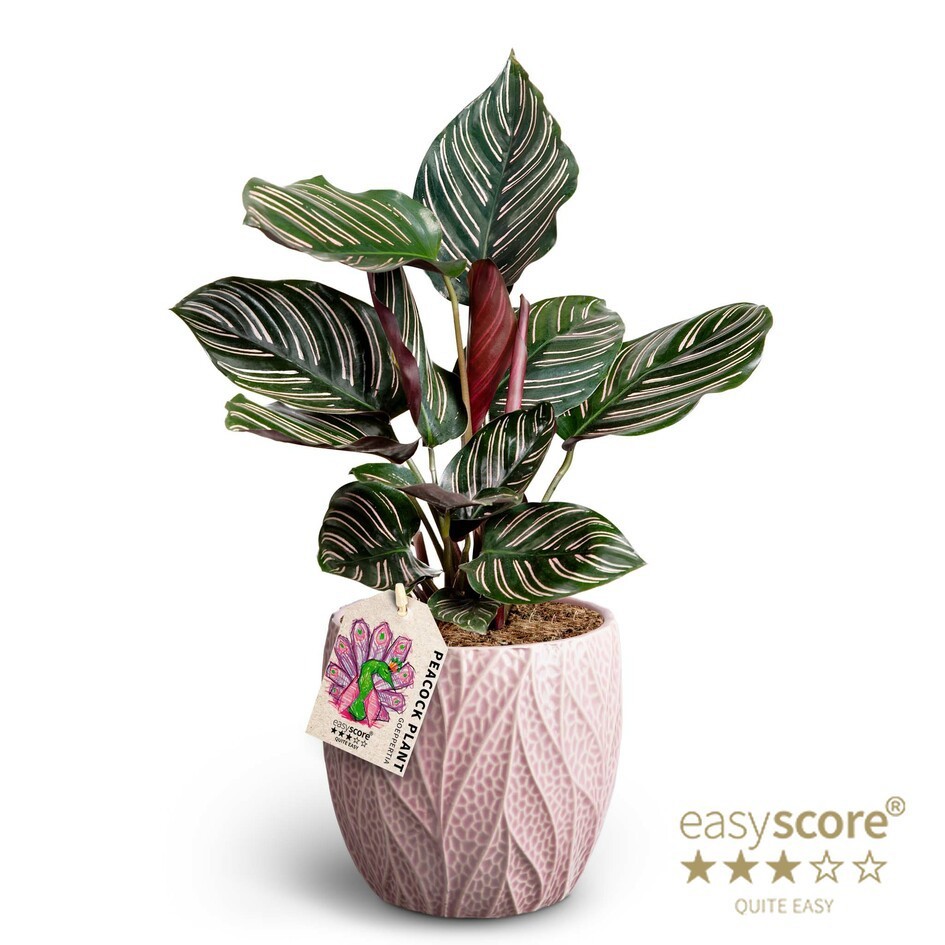 Leaf Rosa, Calathea ´Sanderiana´, D 12