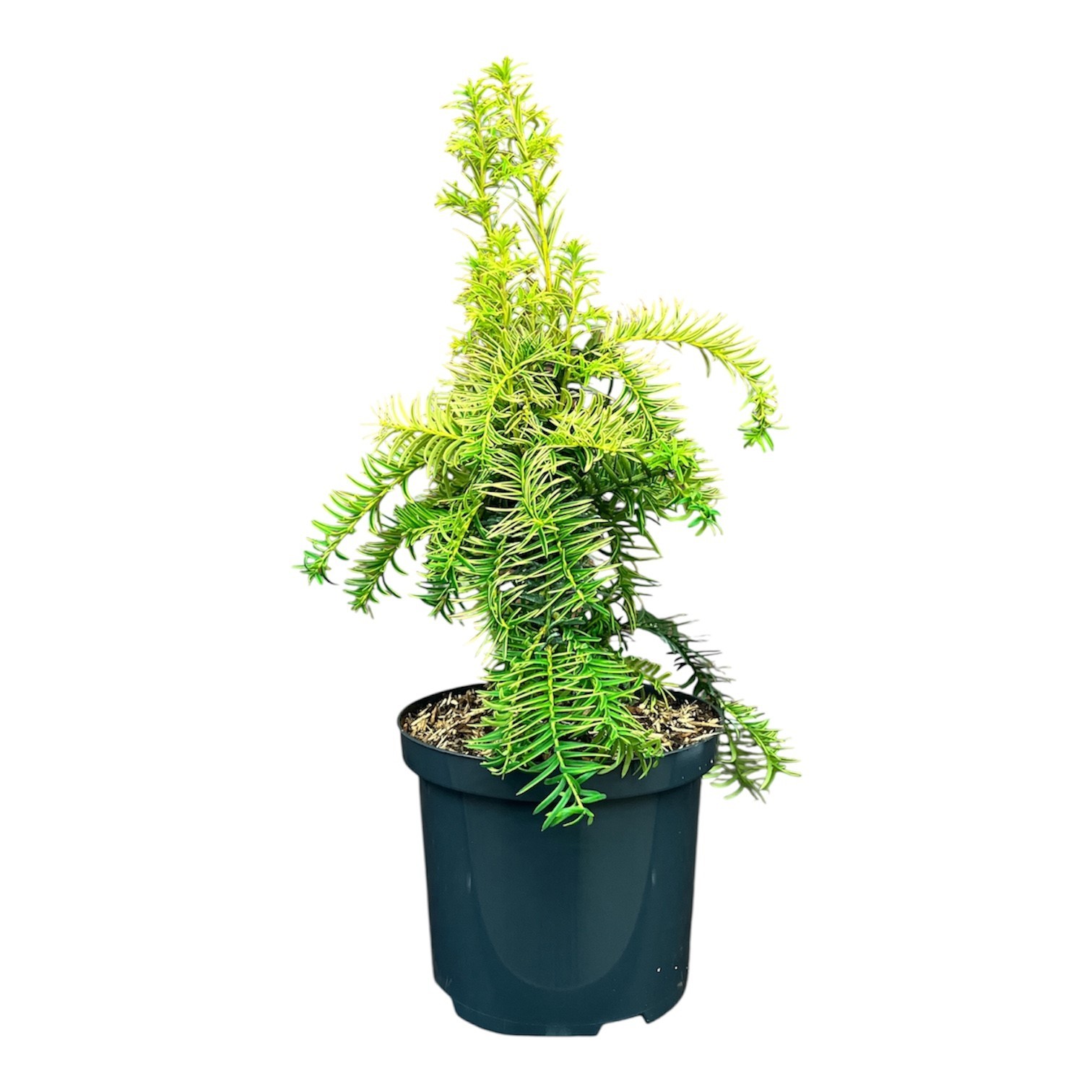 Taxus b. 'Dovastonii Aurea', D 18