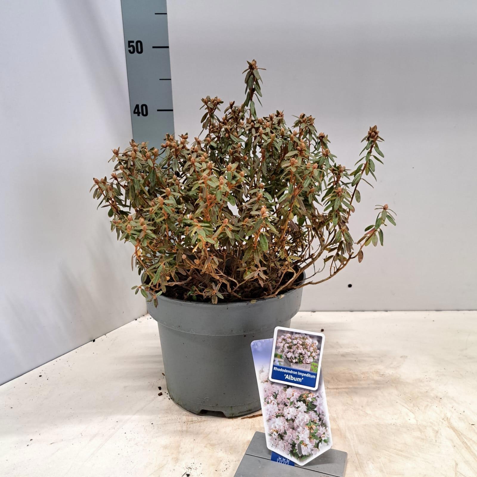 Rhododendron Impeditum 'Album', D 23