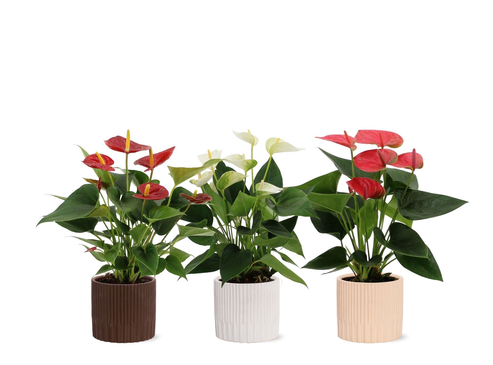 Anthurium 3 color mix in Lou ceramics, D 12