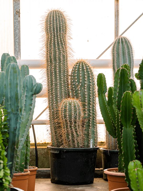 Trichocereus pasacana, D 40