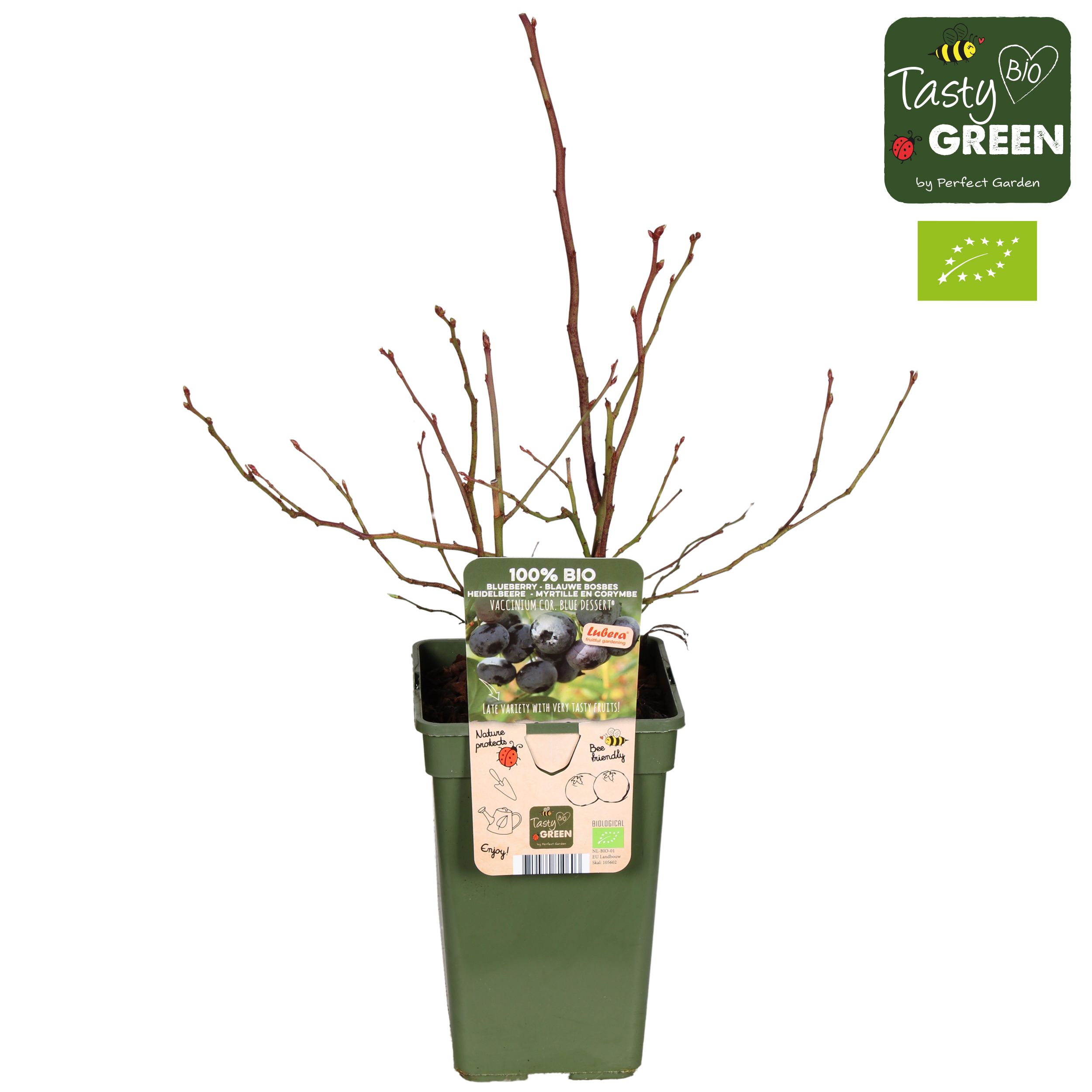 Vaccinium corymbosum 'Blue Dessert'® Bio P19, D 19