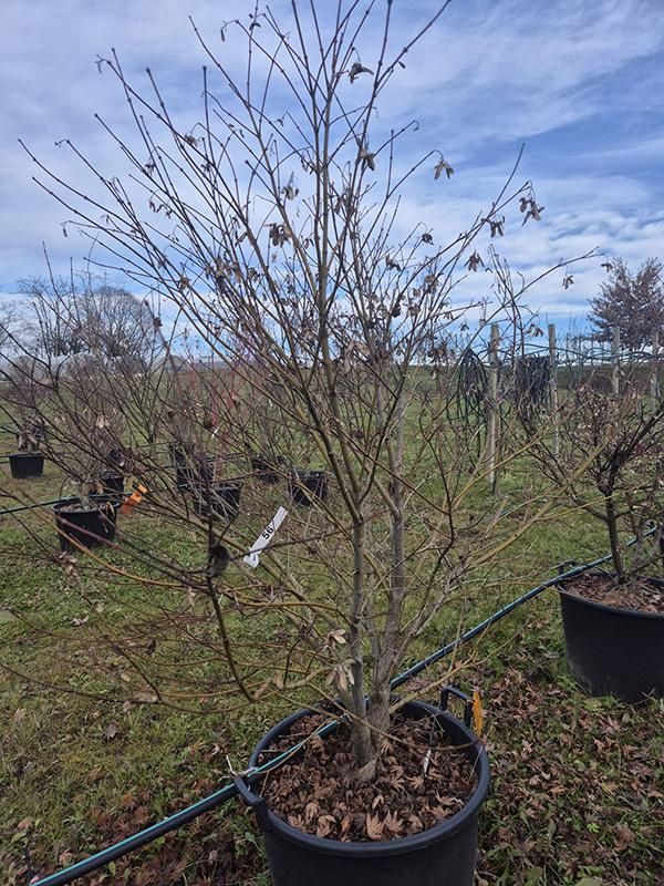 Acer pal. 'Kogane Nishiki', D 64