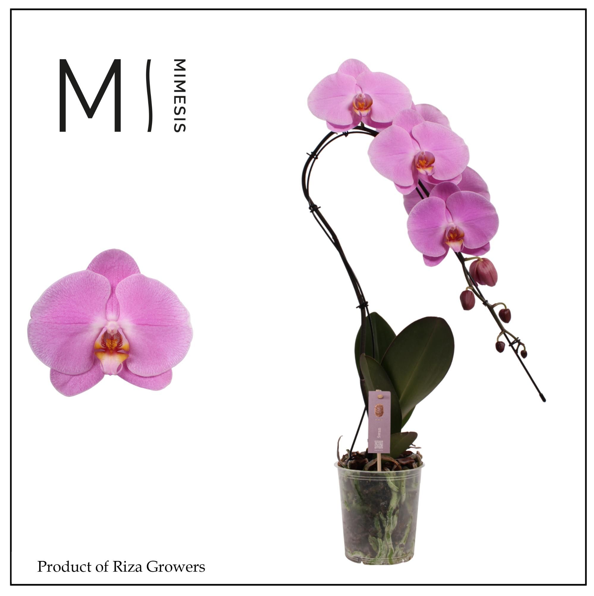 Phalaenopsis Swan Pink 1 spike - 12cm | Mimesis, D 12 cm