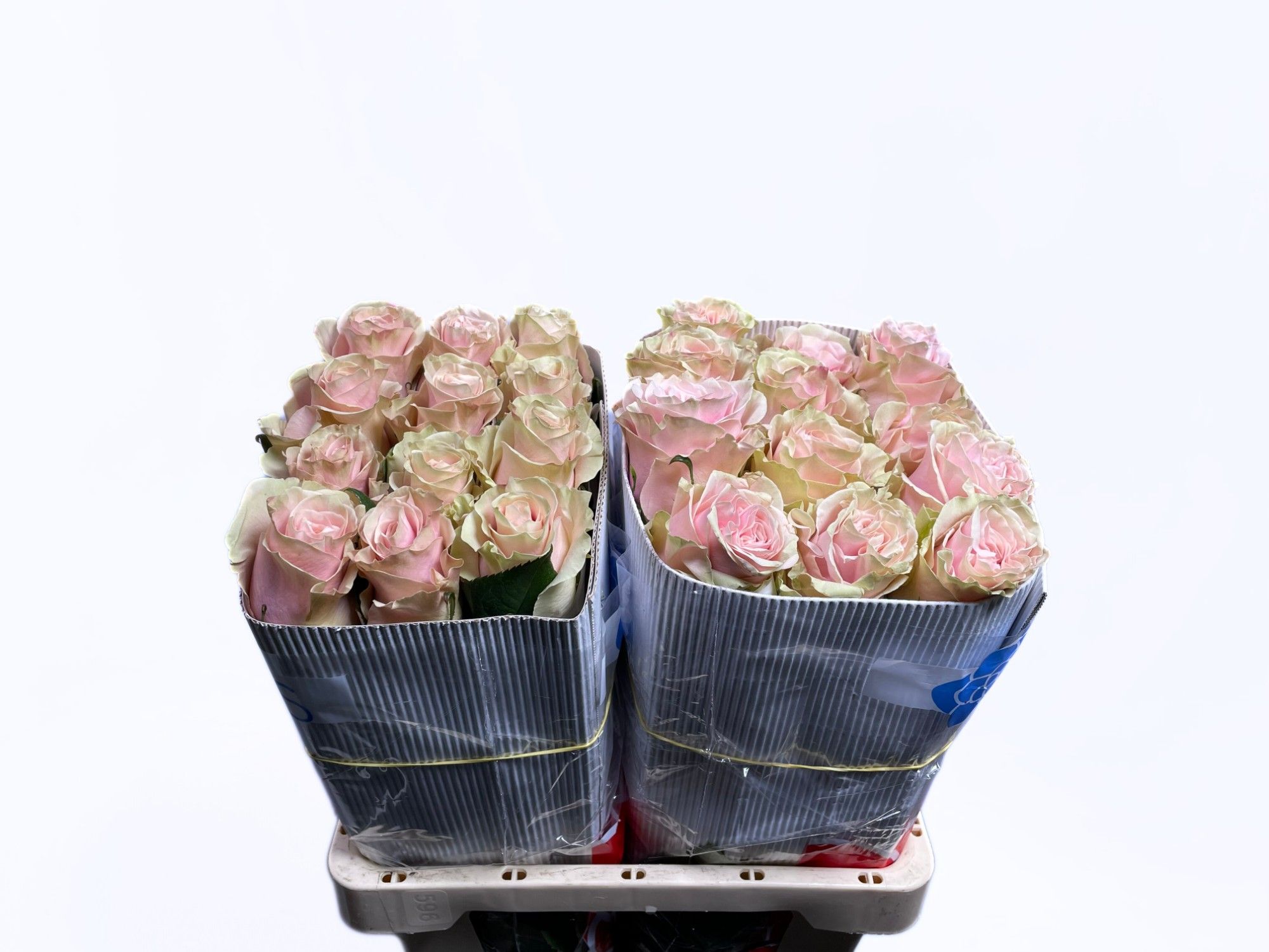 Роза од. Пинк Мондиаль 60 (светло-роз.), шт.