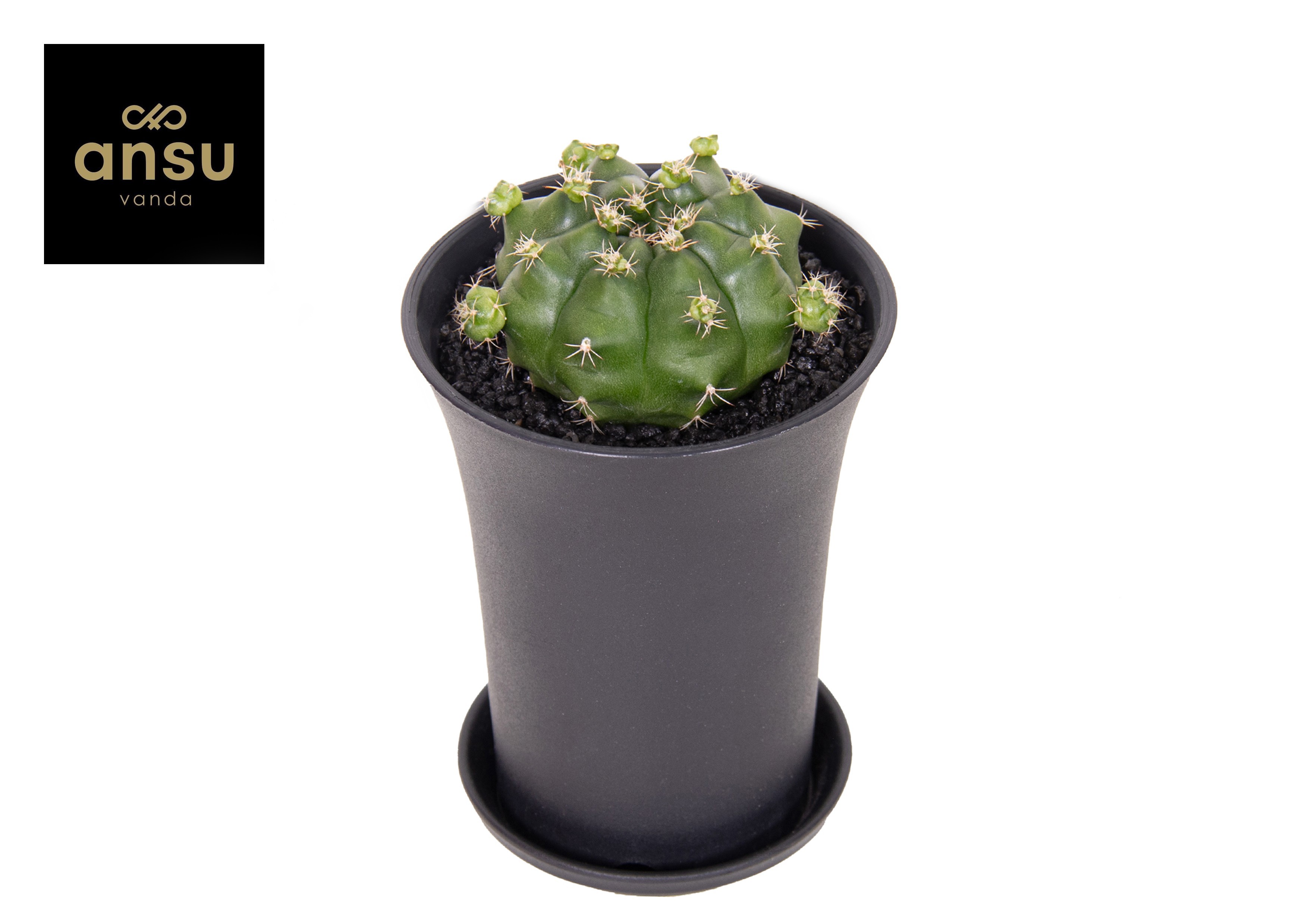 Gymno Cactus 'Froggy' XL, D 10