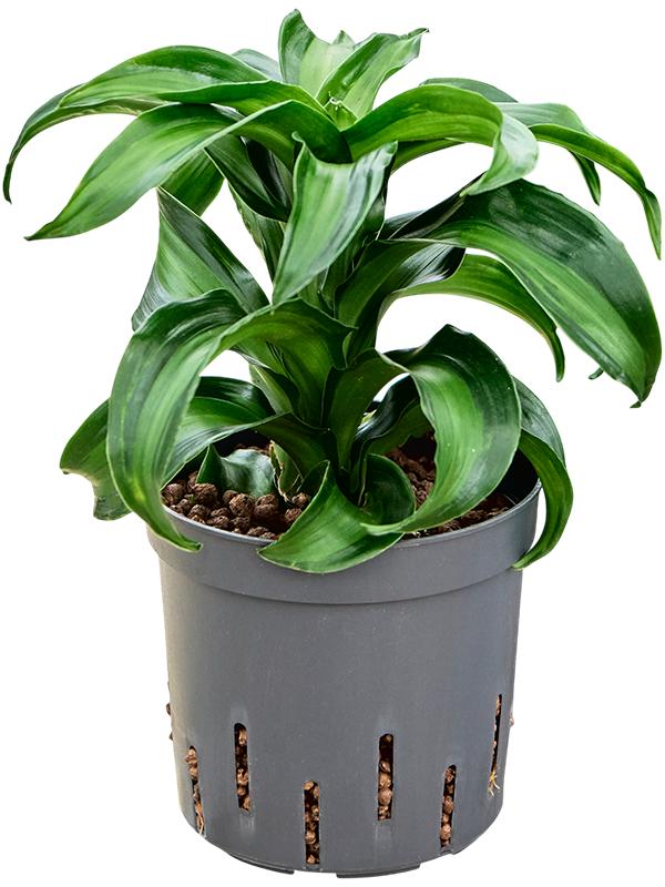 Dracaena fragrans 'Black Kanzi', D 13 cm