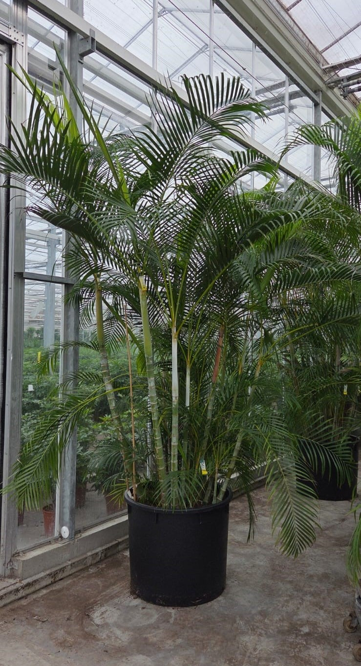 Dypsis lutescens (Areca), D 80 cm Dypsis lutescens (Areca), D 80 cm