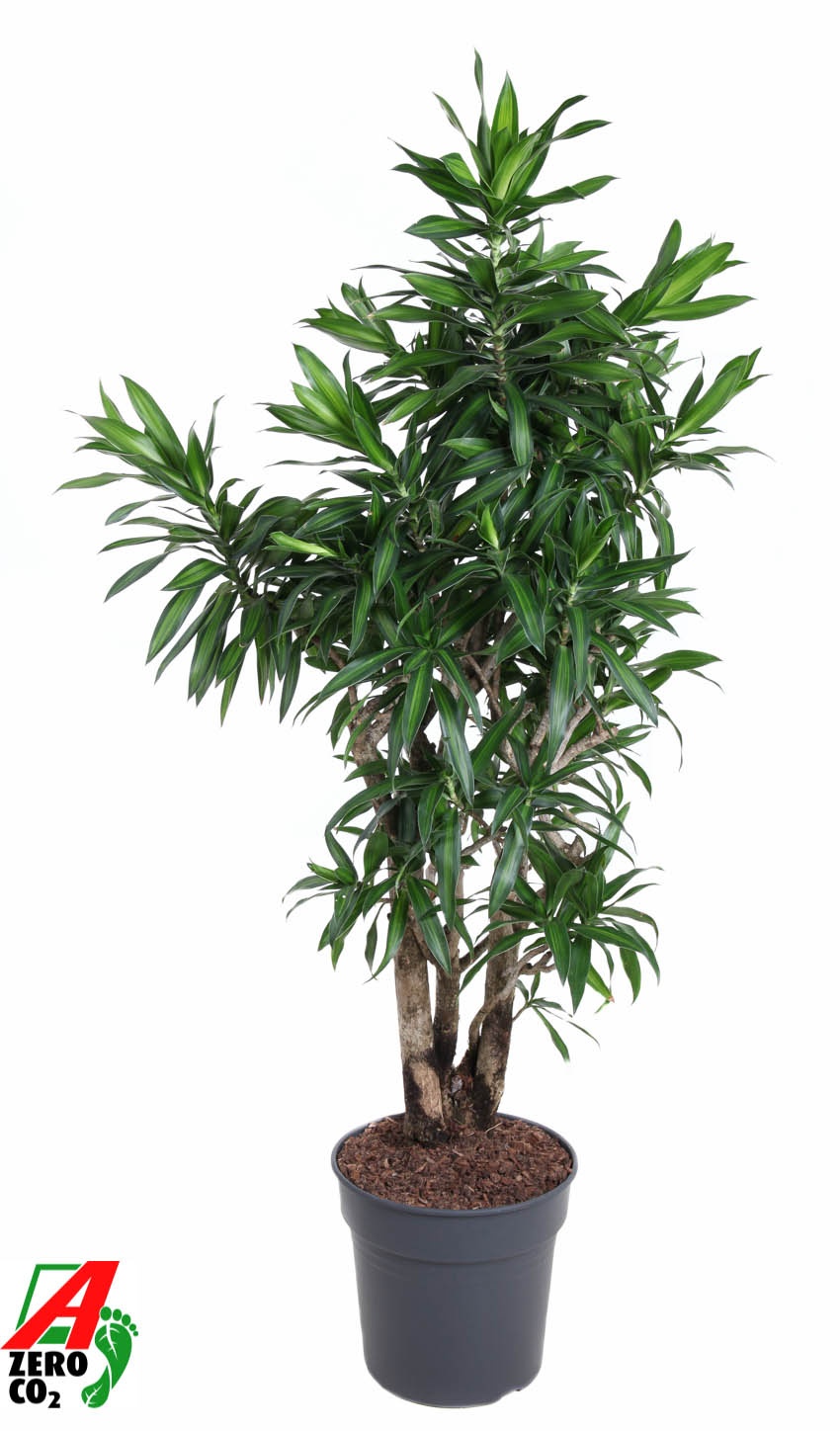 Dracaena Song Of Jamaica vertakt P31, D 31