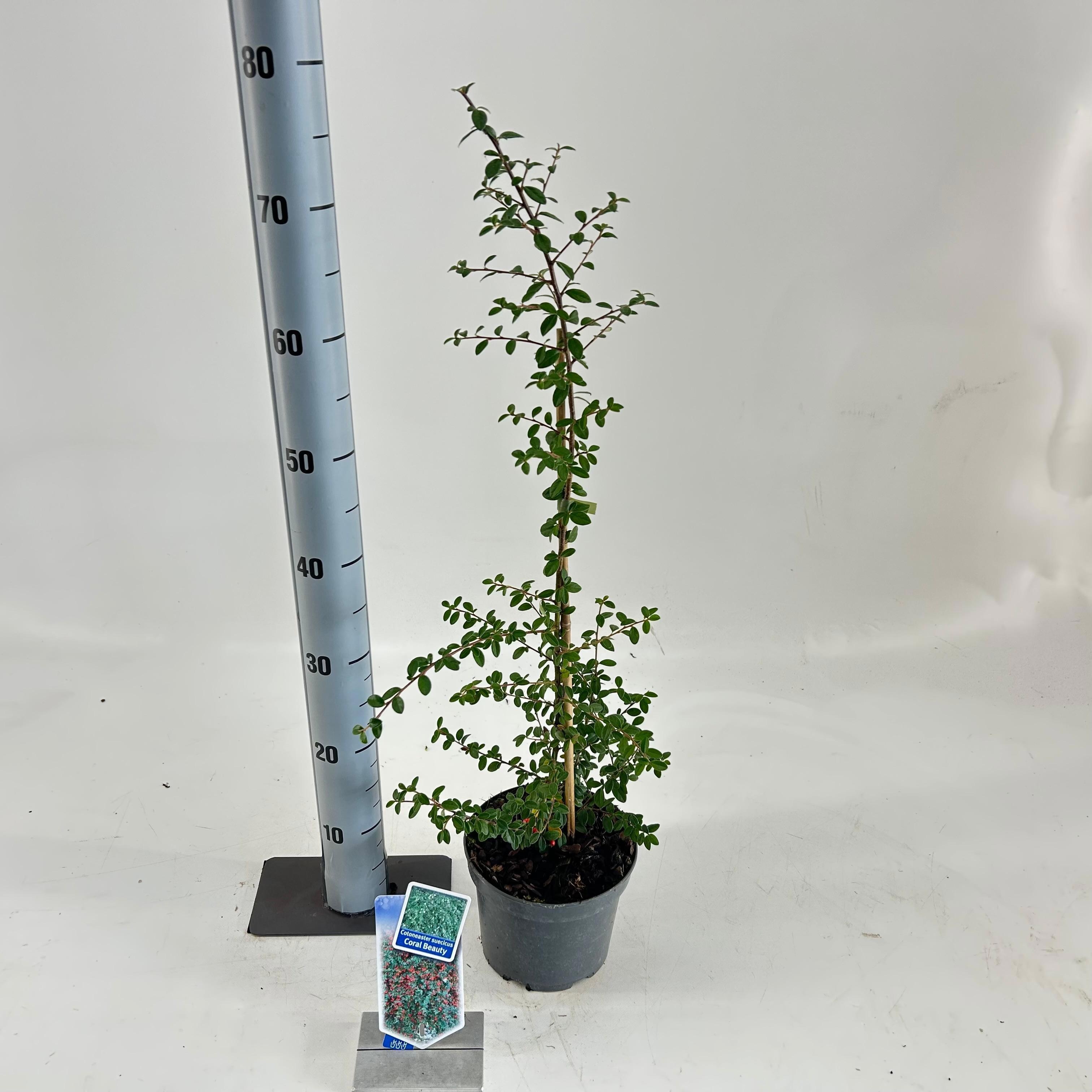 Cotoneaster 'Coral Beauty', D 17