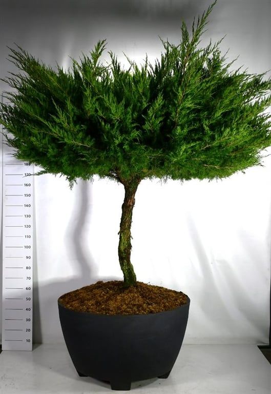 Juniperus pfitzeriana 'Mint Julep', D 110