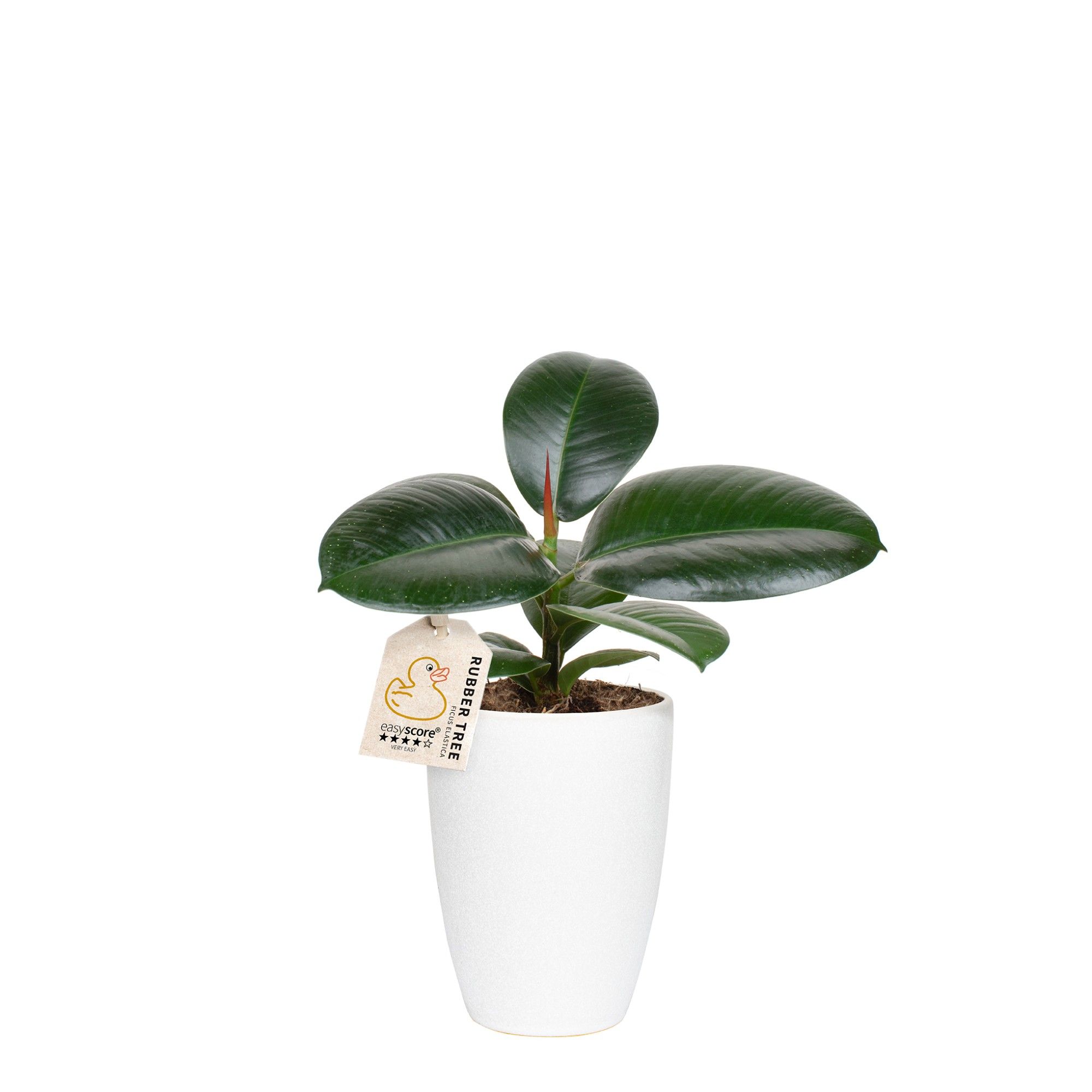 Classic White, Ficus elastica ´Sofia´, D 10