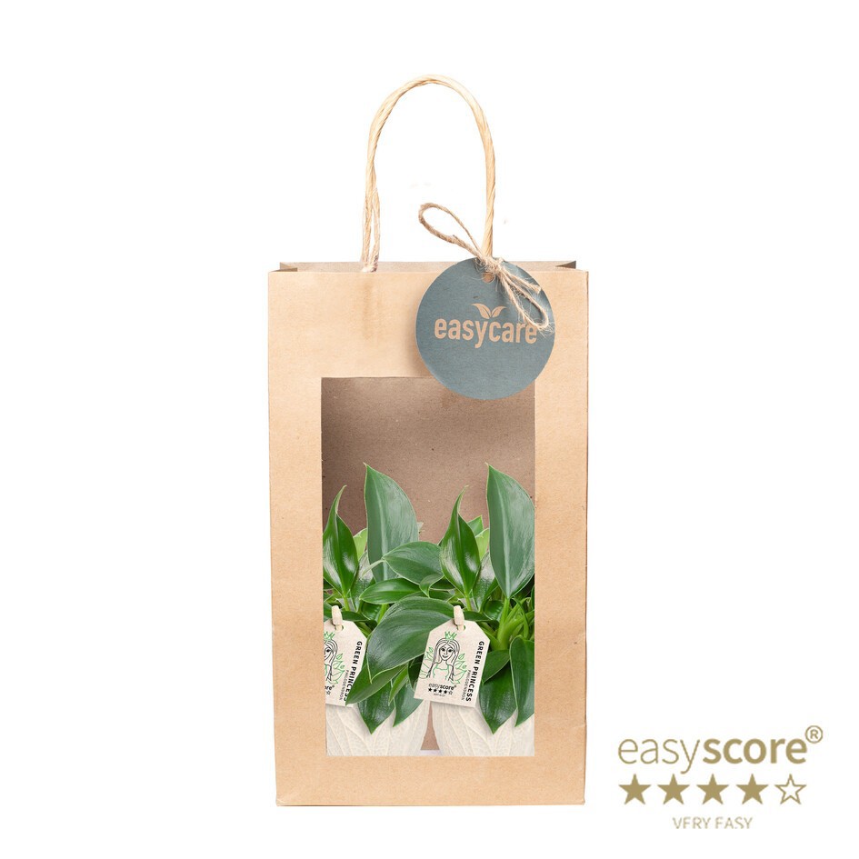 GREEN MIX 40690302 Paperbag Leaf Rosa Ph, D 6 cm