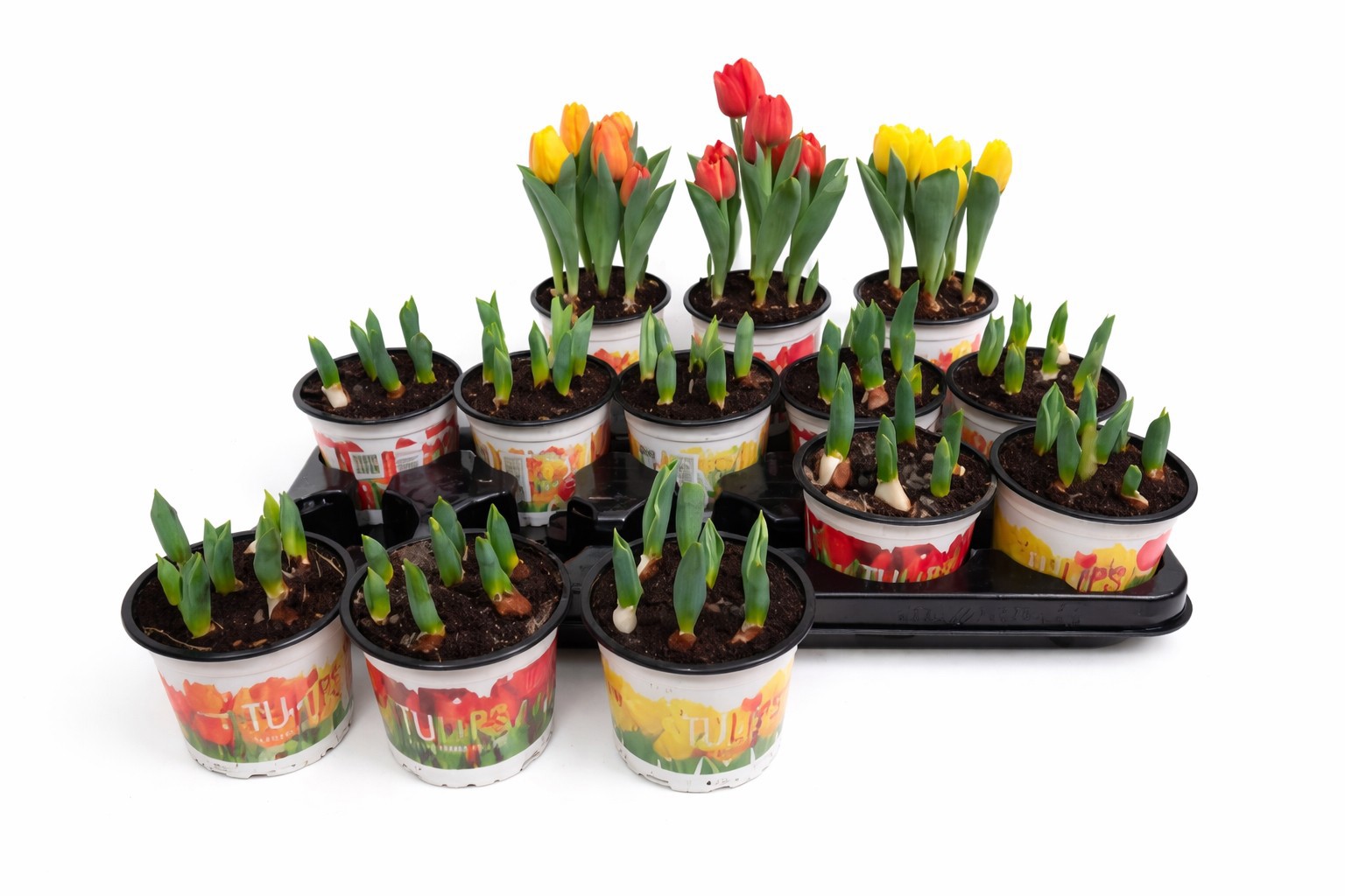 Tulp Baby Gemengd 12cm, D 12