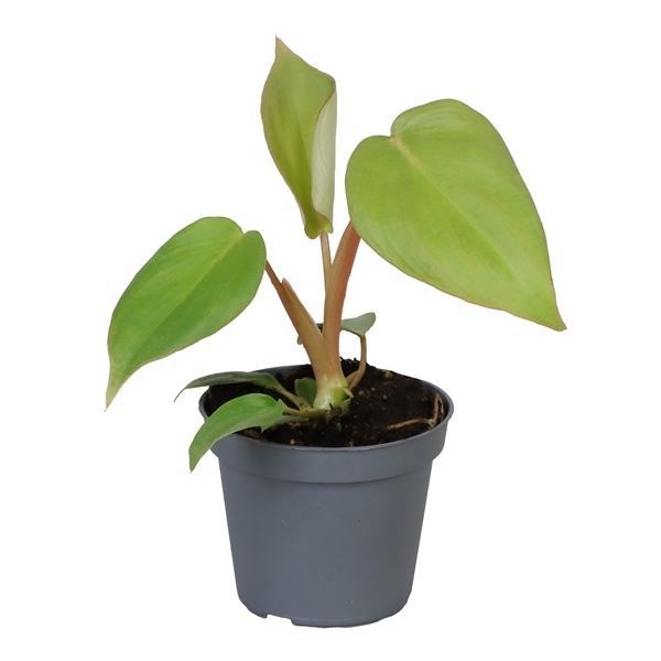 Philodendron McDowell 6 cm, D 6 cm
