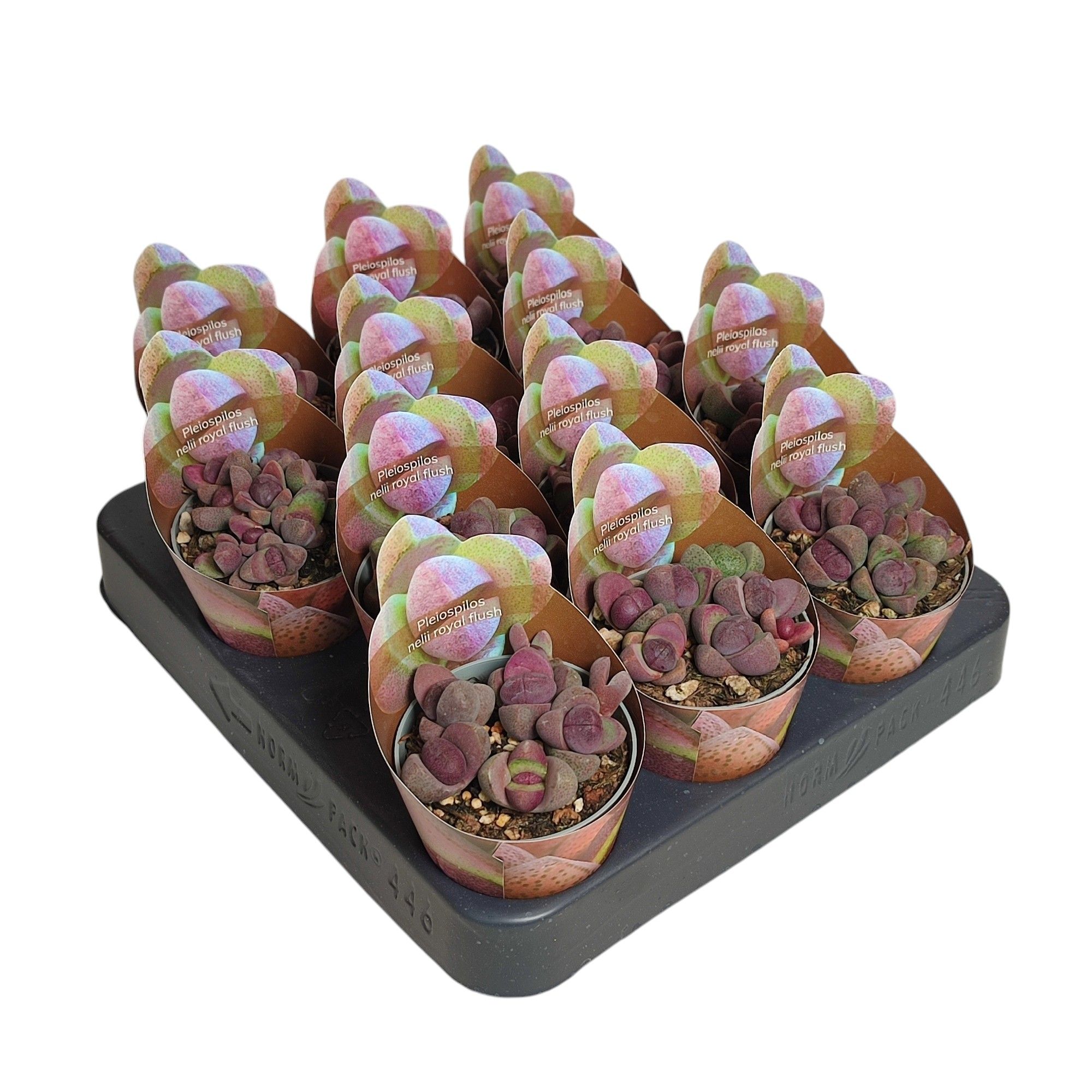 PLEIOSPILOS NELII ROYAL FLUSH - POT Ø 6,5 SHAPED POT COVER (SUCCULENTEN), D 6,5