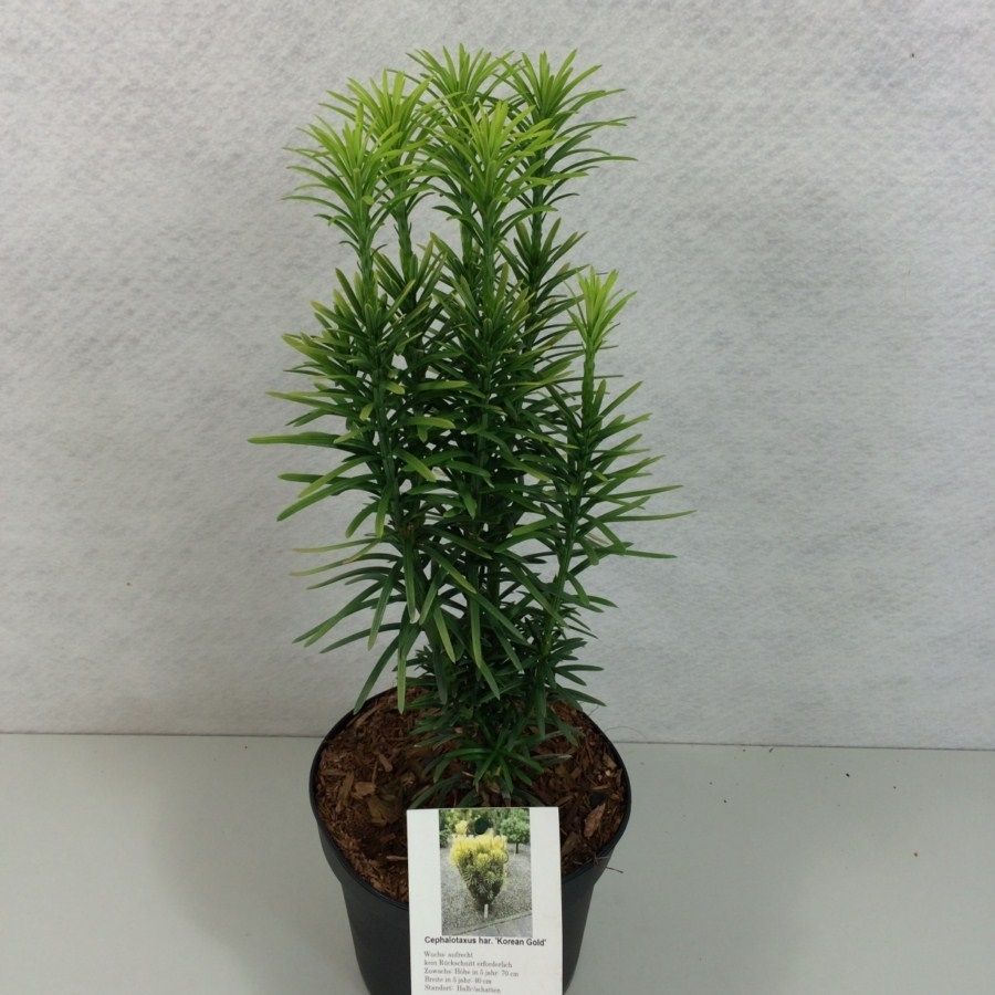 Cephalotaxus harringtonii 'Korean Gold', D 19