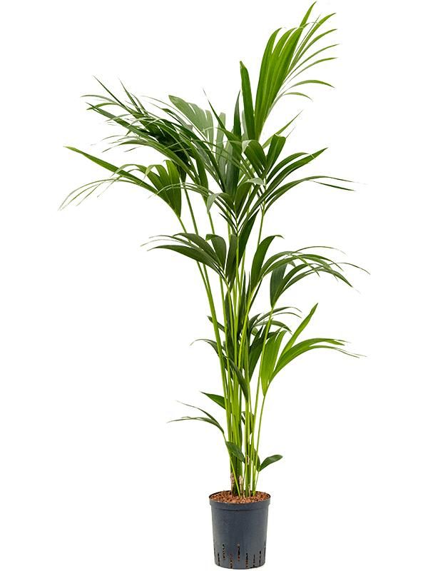 Kentia (Howea) forsteriana, D 18 cm