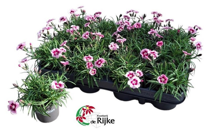 Dianthus flash Bicolor P7, D 7