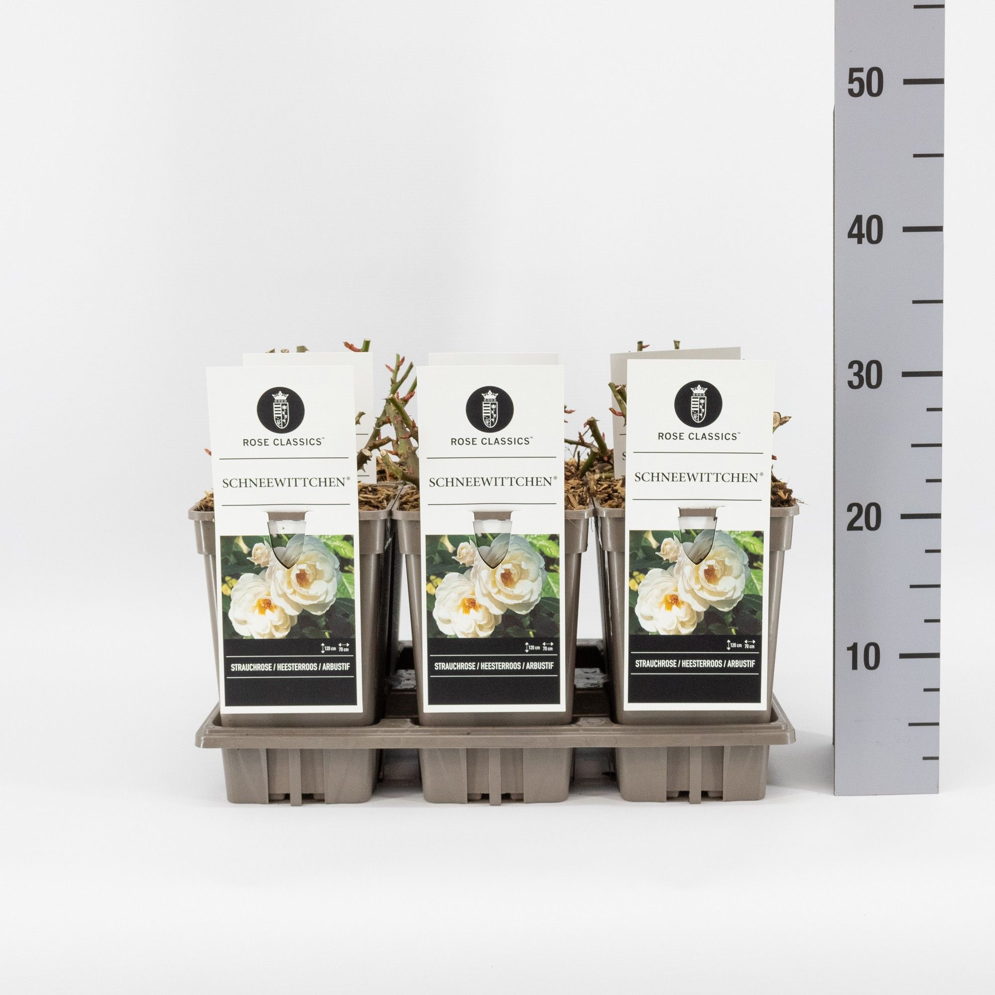 Rosa (H) Schneewittchen ®, C3, D 17 cm