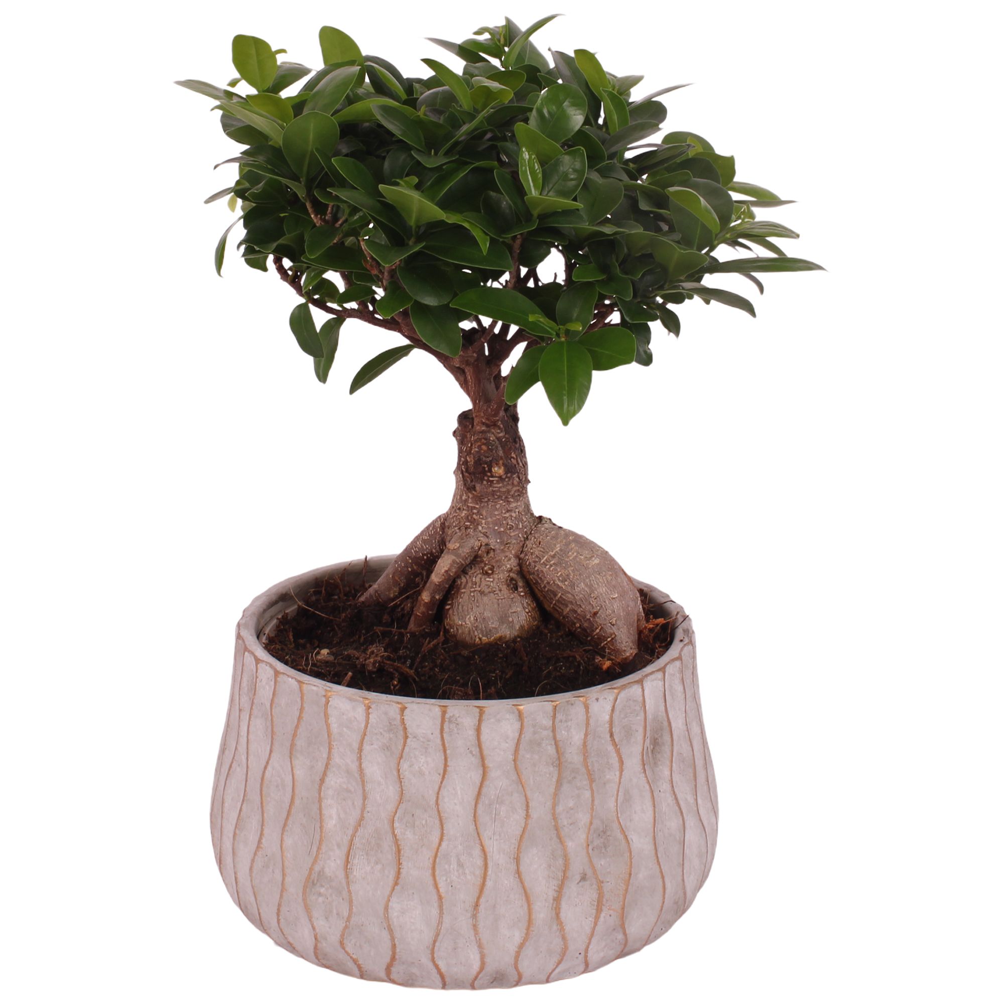 Ficus m. Ginseng Ball Shape Ø18cm in Ø22cm Ceramic PL569, D 22