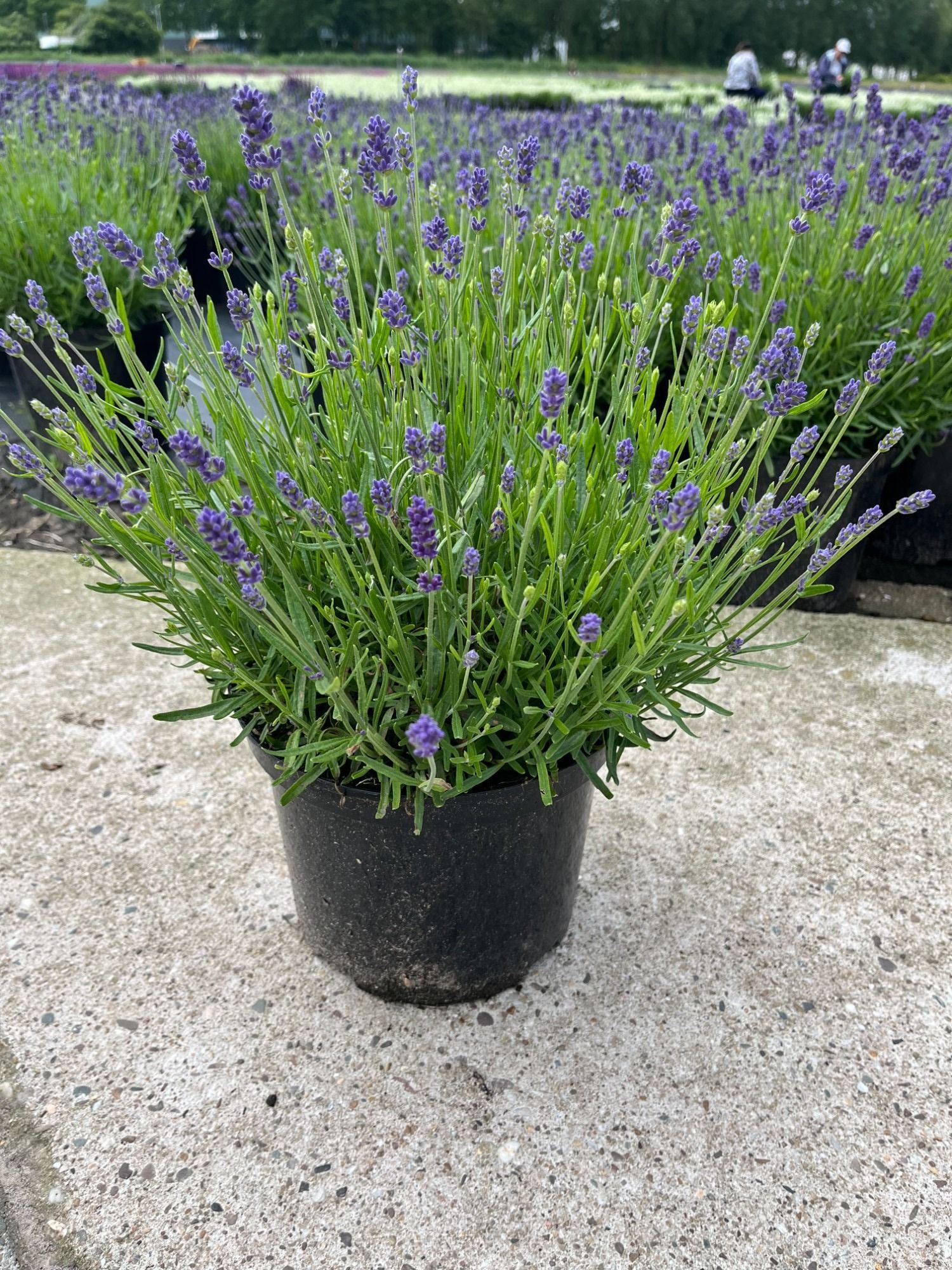 Lavandula angustifolia essence (kopie), D 23