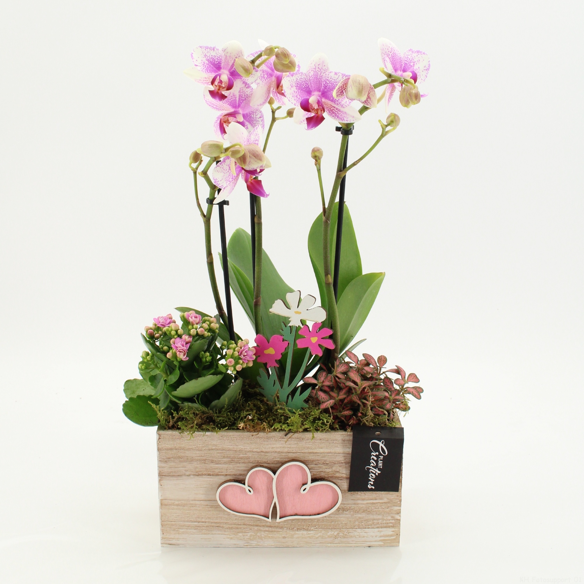 ENMD-2626 English Mother's day, D 20