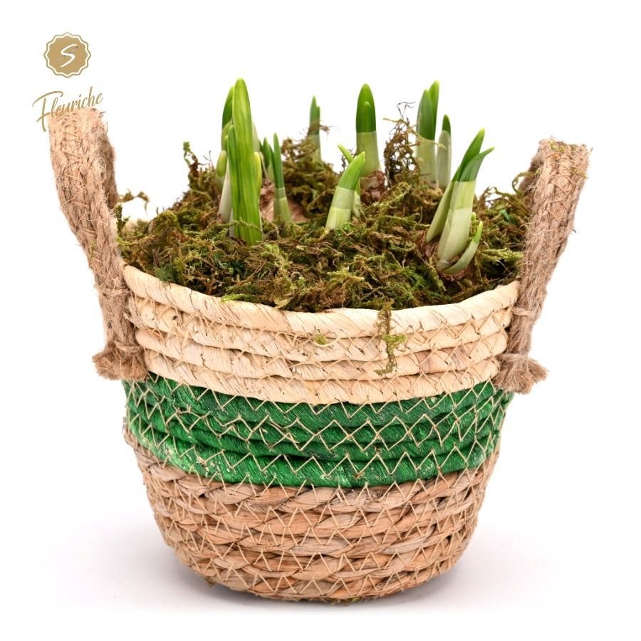 (DN540) Narcissus Straw Basket [L] Mos, D 13