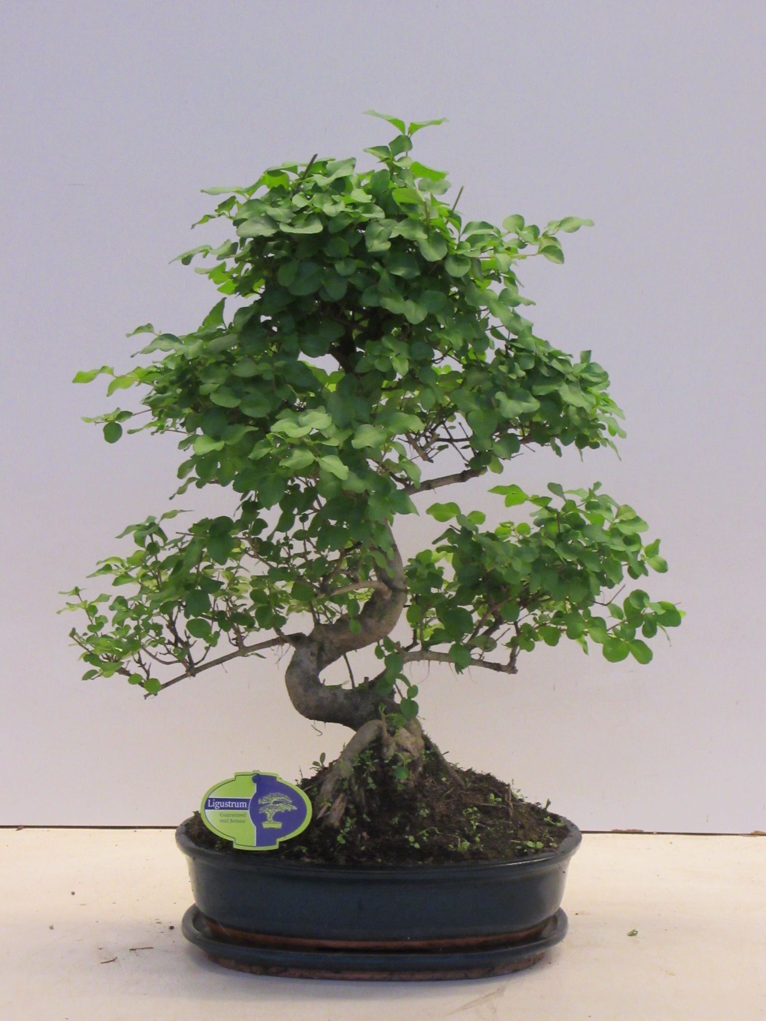 Ligustrum sinensis, 32cm., shape, with drip tray, D 32