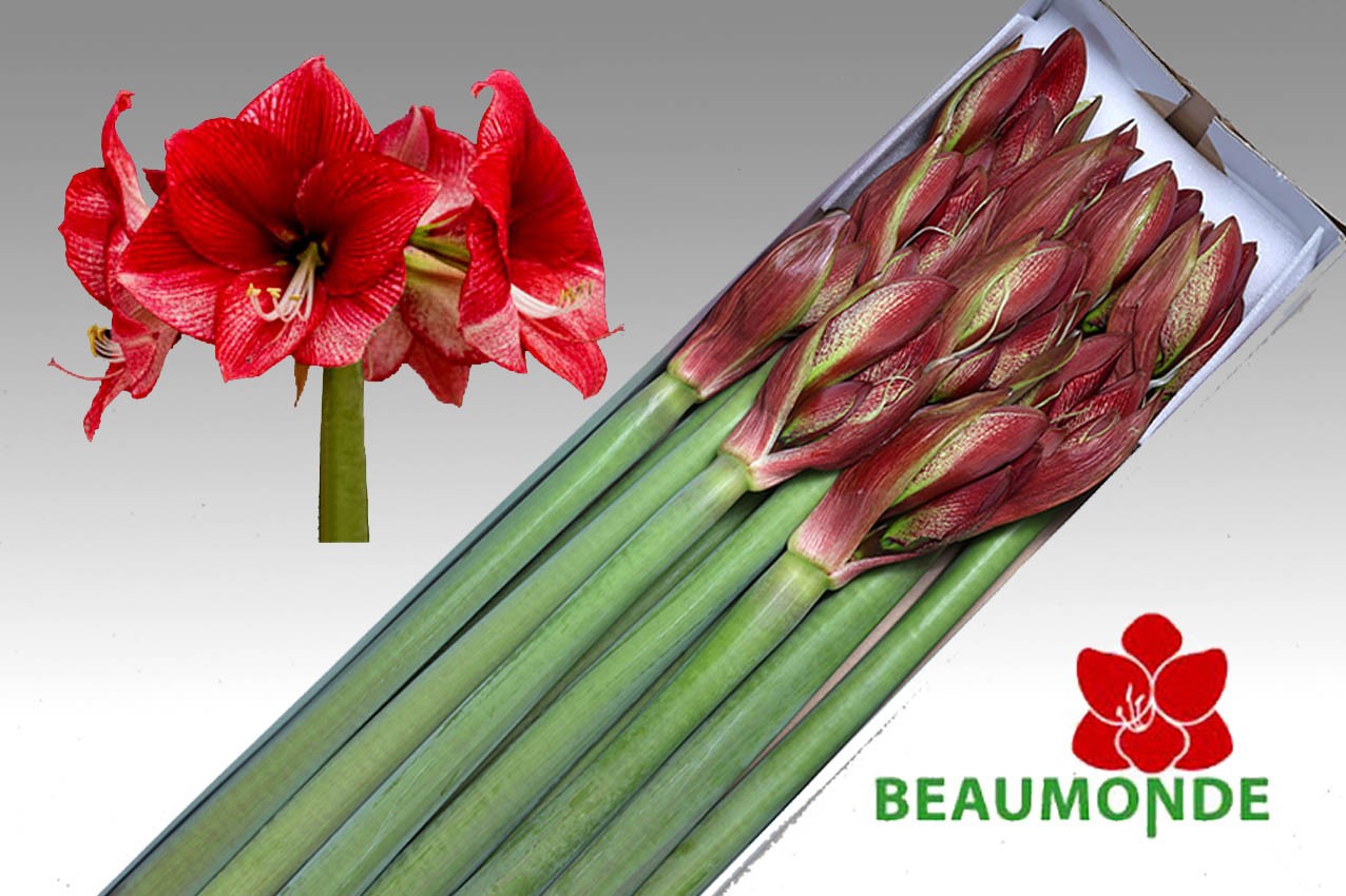 Амарилис Маэстро x10, шт.