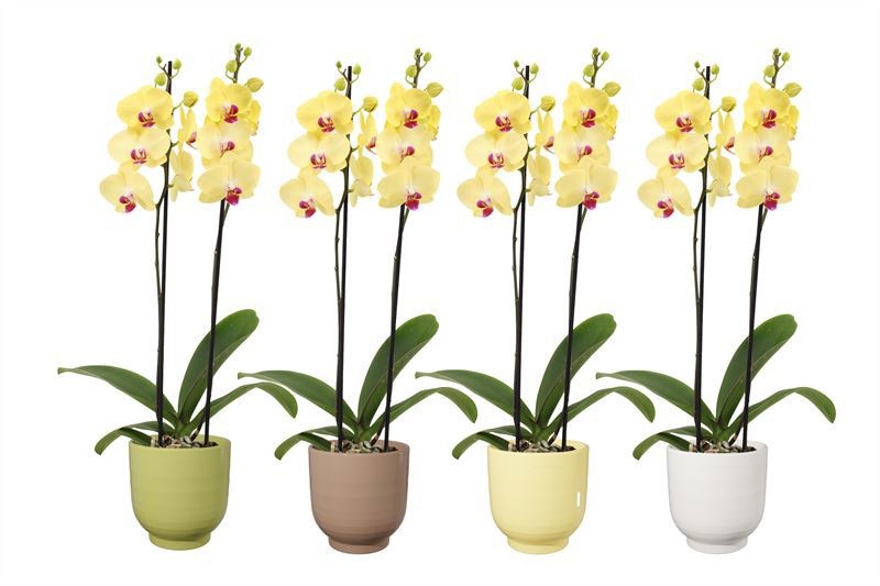 Fem p12 mix easter Phal yelllow 2T14+, D 12