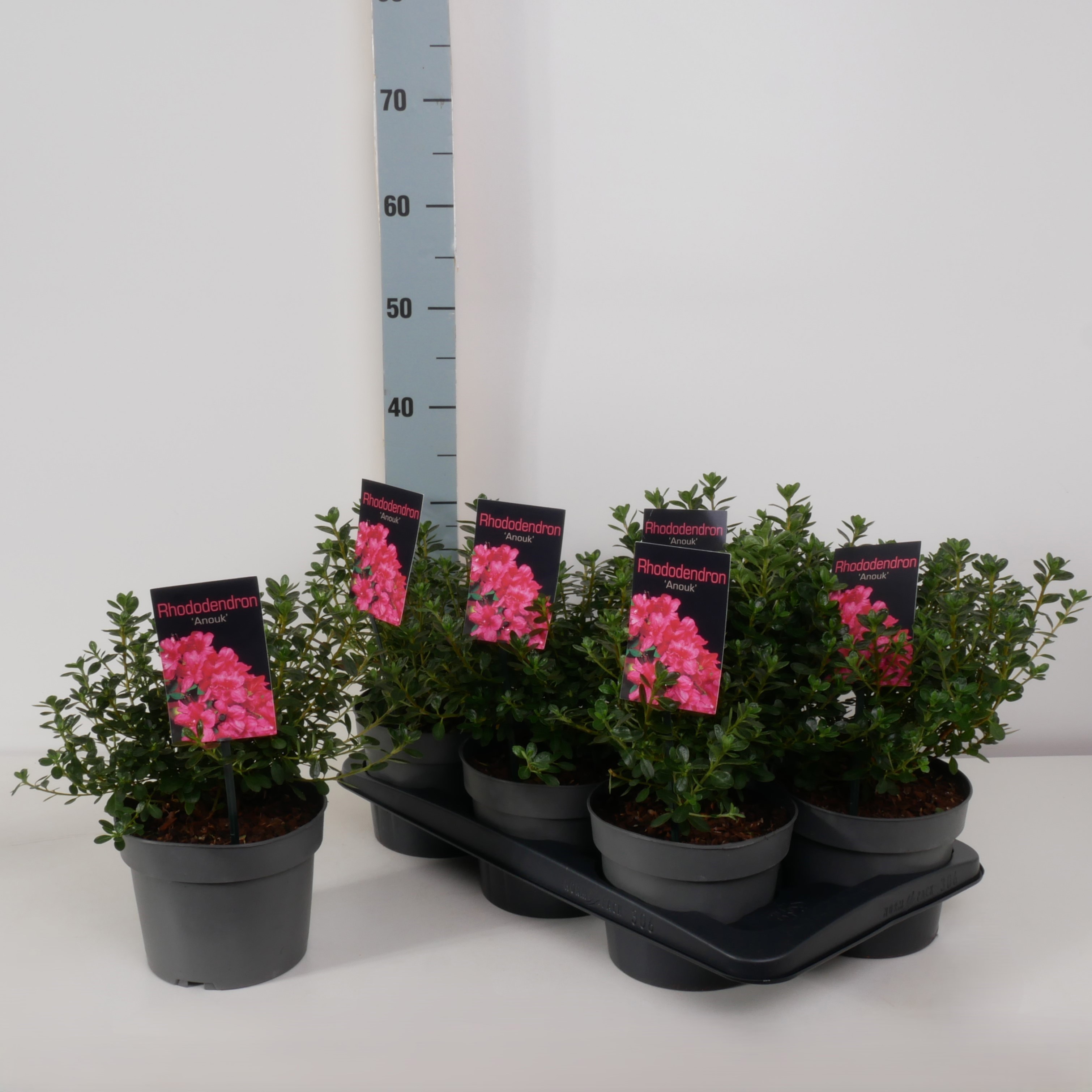 Rhododendron (AJ) 'Anouk' P17, D 17